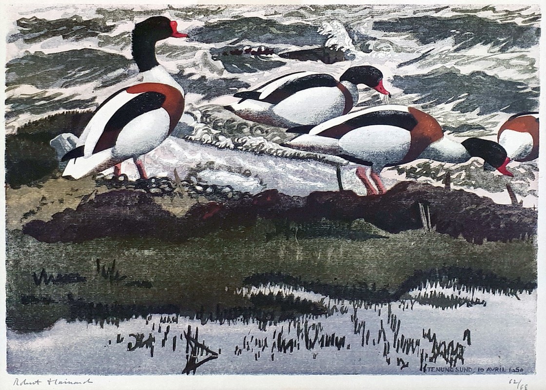 robert hainard les tadornes 28cm 40cm 1950