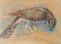 armand-schwarz-le-faucon-55-70cm