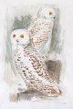 ernst-wolf-schnee-eulen-53-33cm-1975