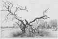 jacquemin-pommier-mort-19-29cm-1938