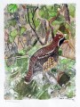 robert-hainard-gelinotte-36-28cm
