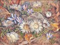 violette-niestle-chardons-27cm-37cm